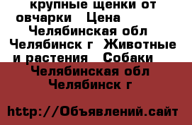 крупные щенки от овчарки › Цена ­ 1 500 - Челябинская обл., Челябинск г. Животные и растения » Собаки   . Челябинская обл.,Челябинск г.